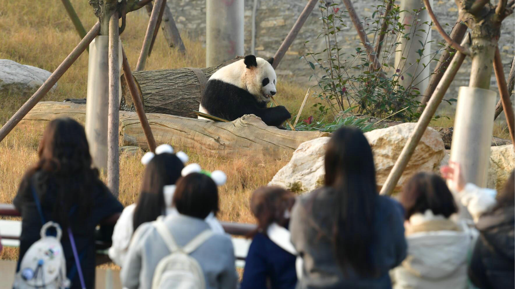 熊猫“新家”首日迎客！绵阳中华大熊猫苑开启试运营