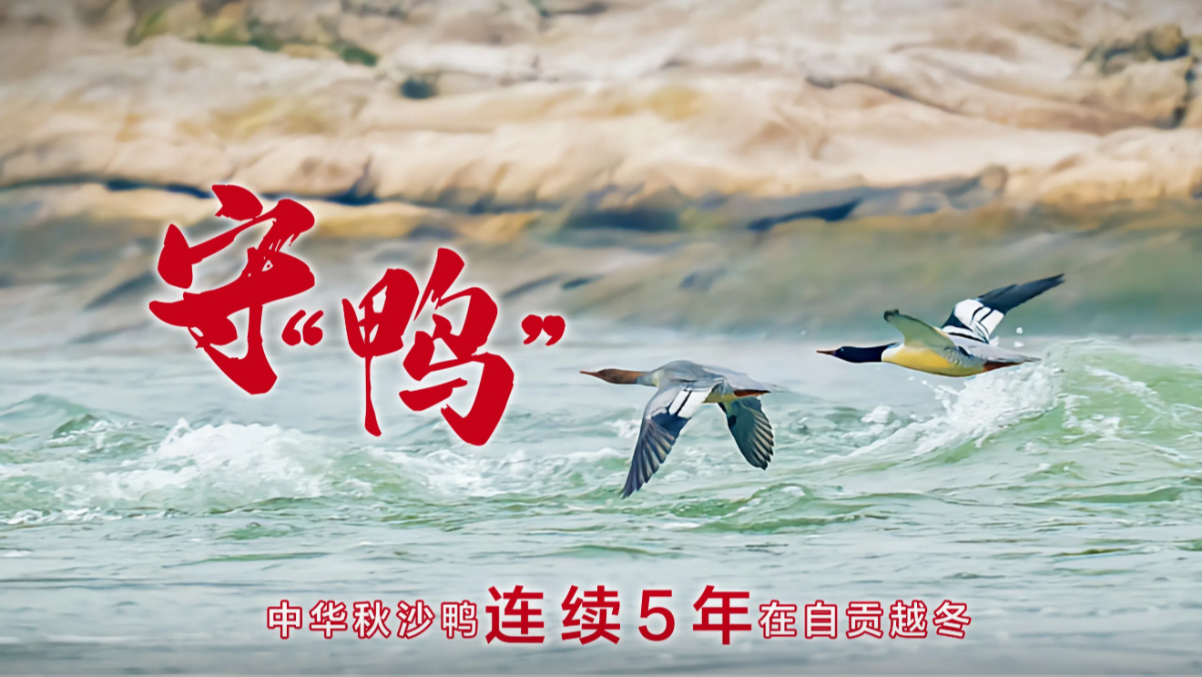 微视频丨守“鸭”——中华秋沙鸭连续5年在自贡越冬