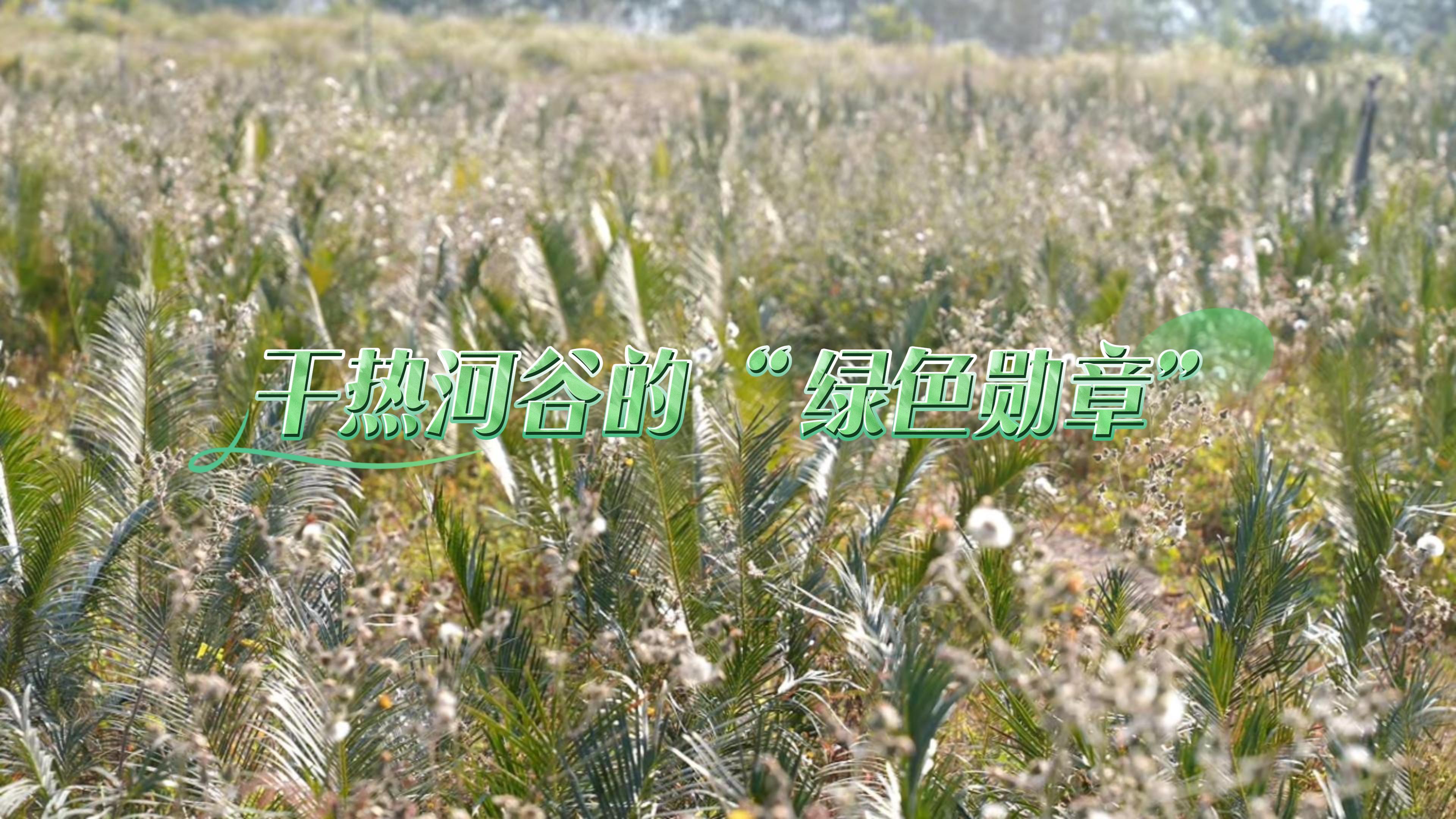 微视频｜攀枝花：干热河谷的“绿色勋章”