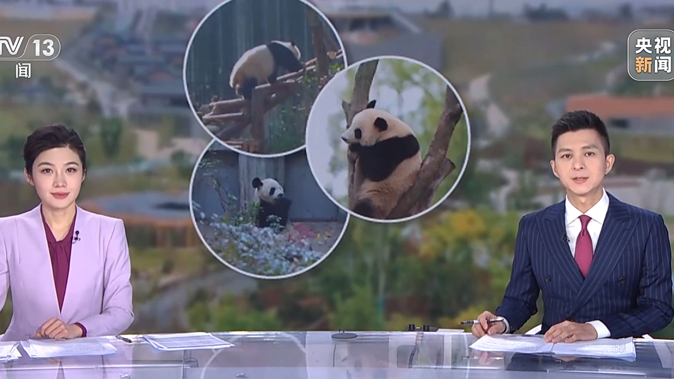 央媒看四川丨“萌主”上线 成都大熊猫新生宝宝来报到