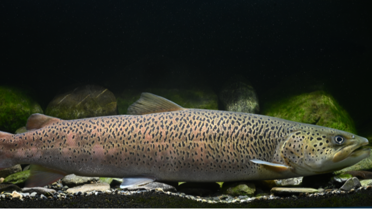 五年禁渔，鱼回川江