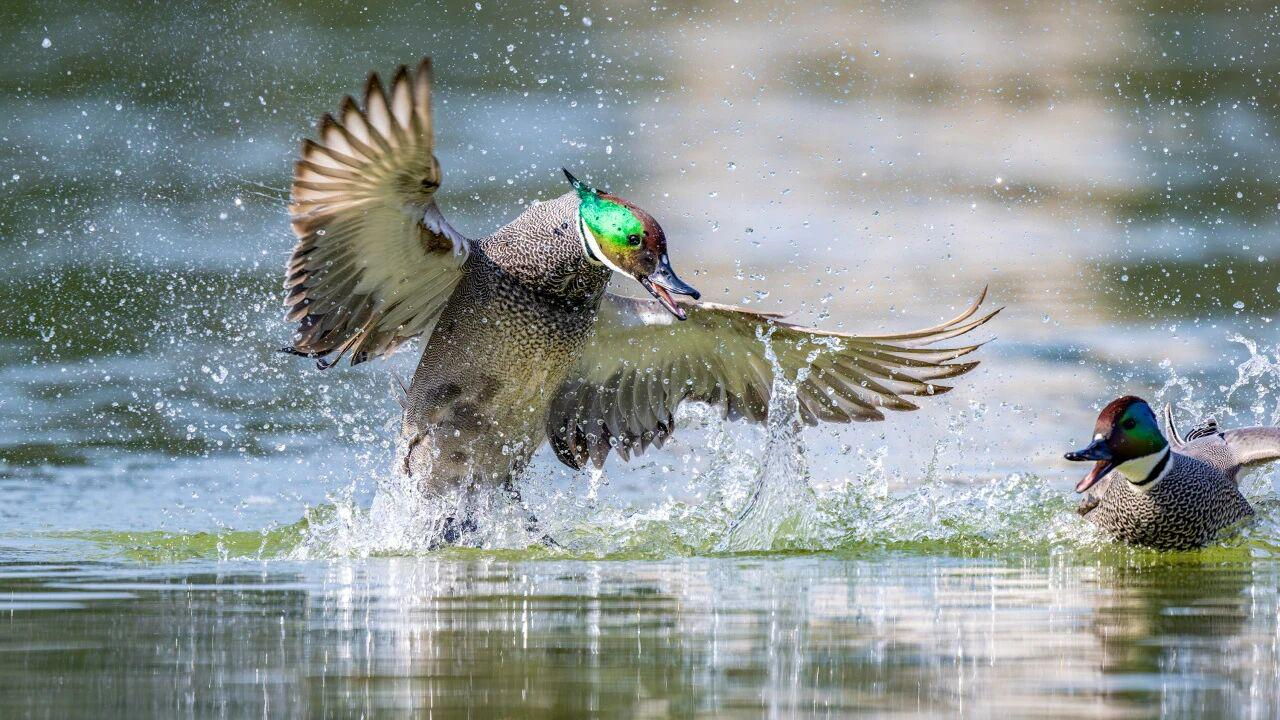 每一帧都是壁纸！德阳旌湖“追鸟人”的镜头里装满了鸟与城的故事