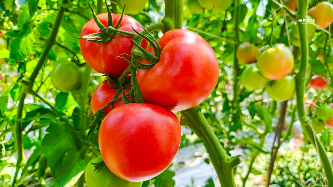探秘！攀枝花米易番茄如何从“提篮小卖”到畅销全国的？