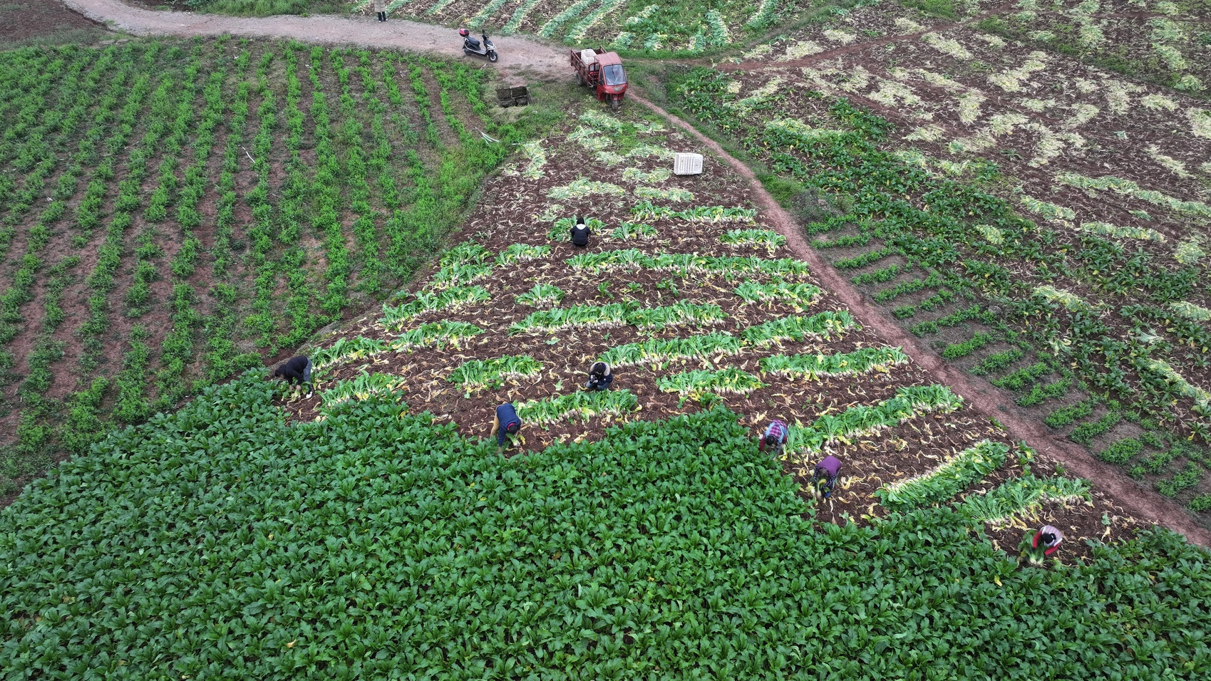 种了300多年，这里的大头菜“上新”了