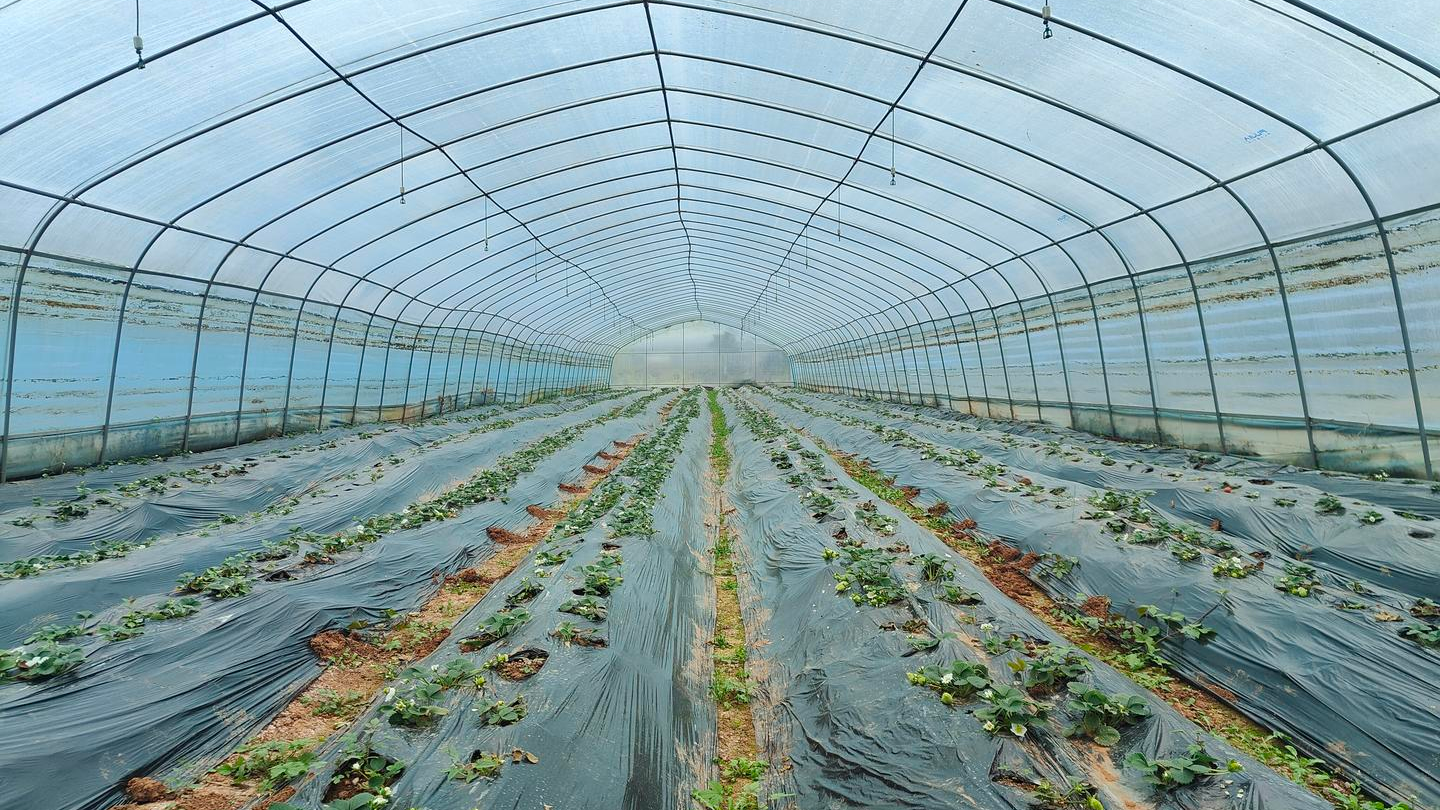 4.5万株草莓苗停止生长！成都果农急求助，1小时获回应，次日专家上门“问诊”
