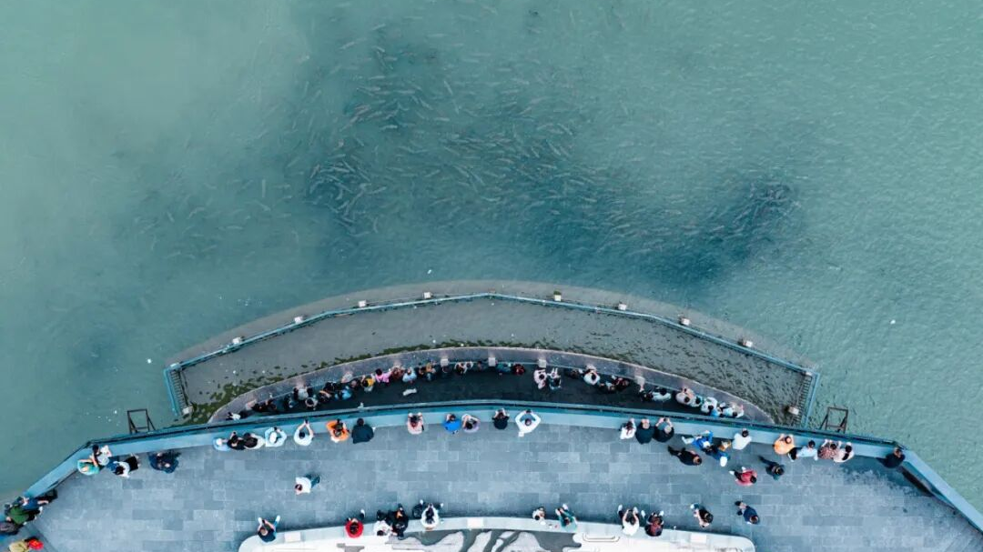 “合江门封闭，宠物鱼饿肚子怎么办？” 一条条留言，牵动宜宾人的心~