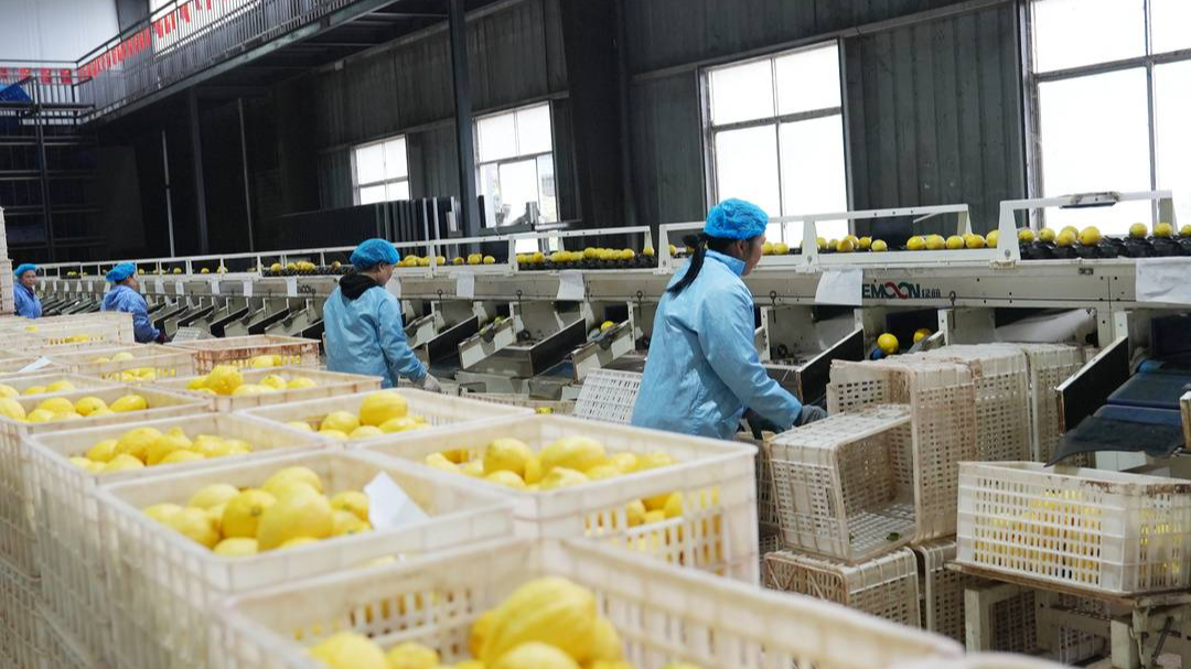 60吨柠檬运往俄罗斯！四川高县“海外订单”已覆盖生丝、茶叶等田间鲜品