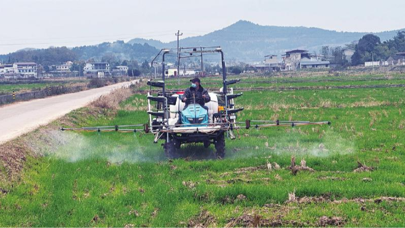 年年“增”第一   “川中粮仓”功夫硬在哪