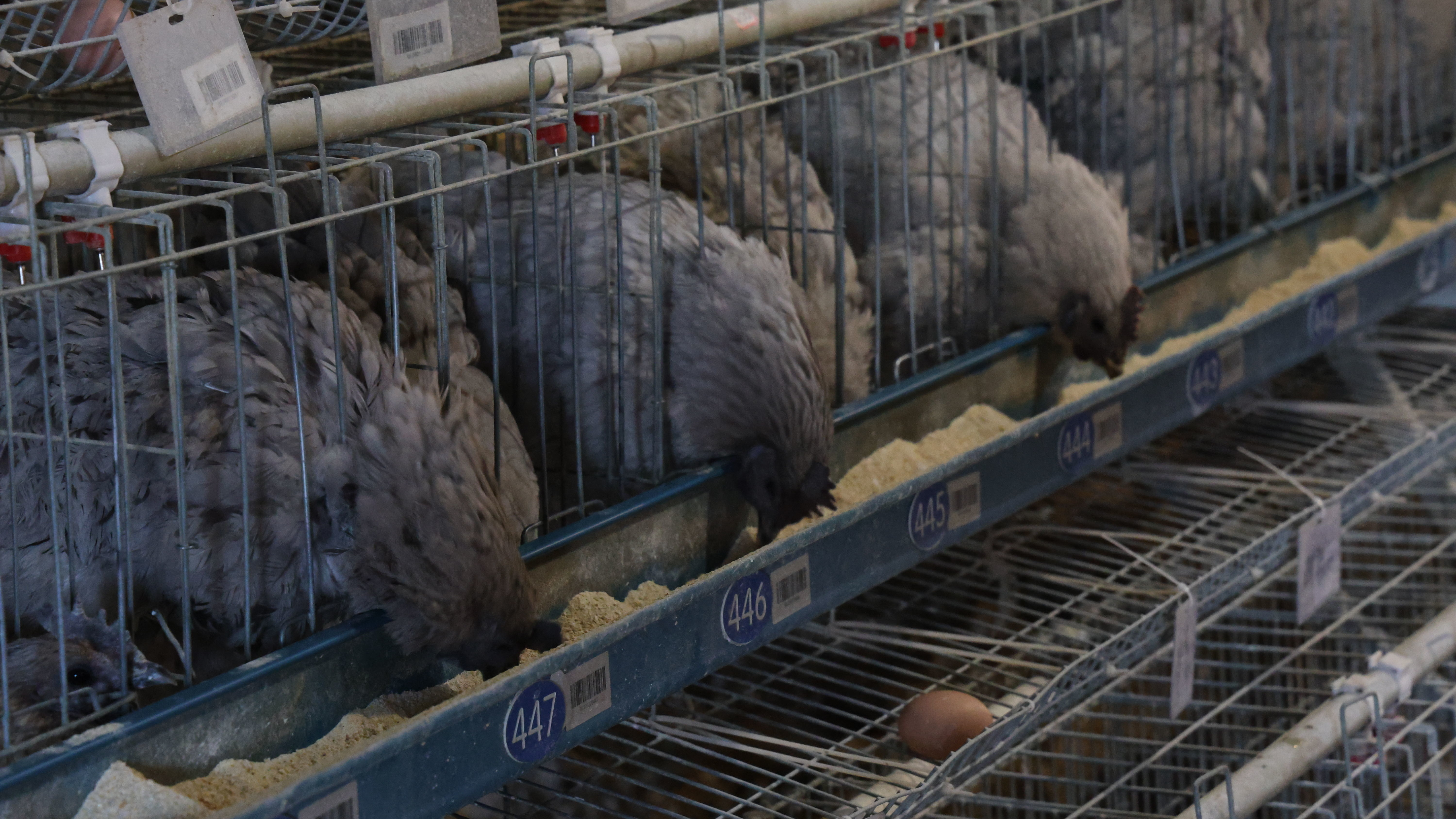 我的“十四五”丨广元灰鸡“火”了，他被全国客户“催单”