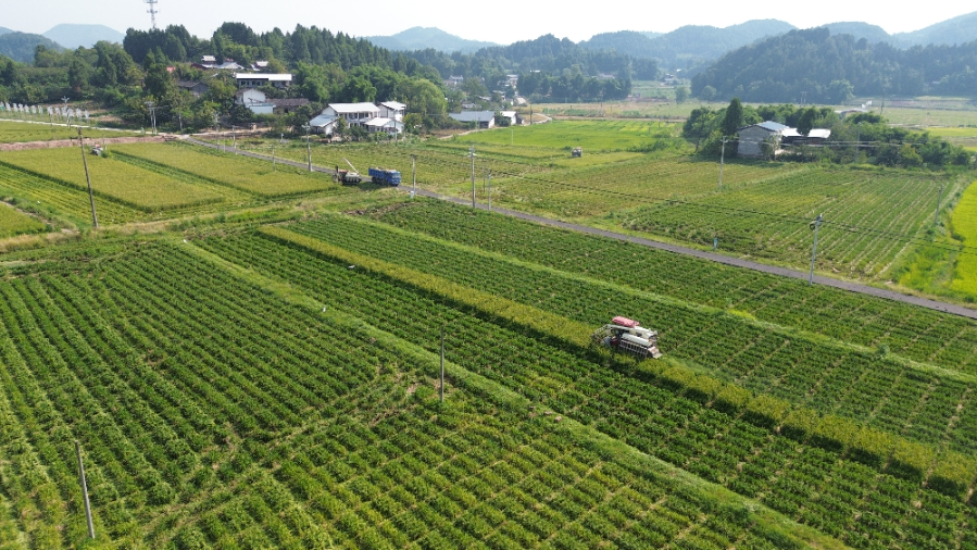 良田育出“金穗穗”！射洪市文化村解锁水稻“增值新地图”