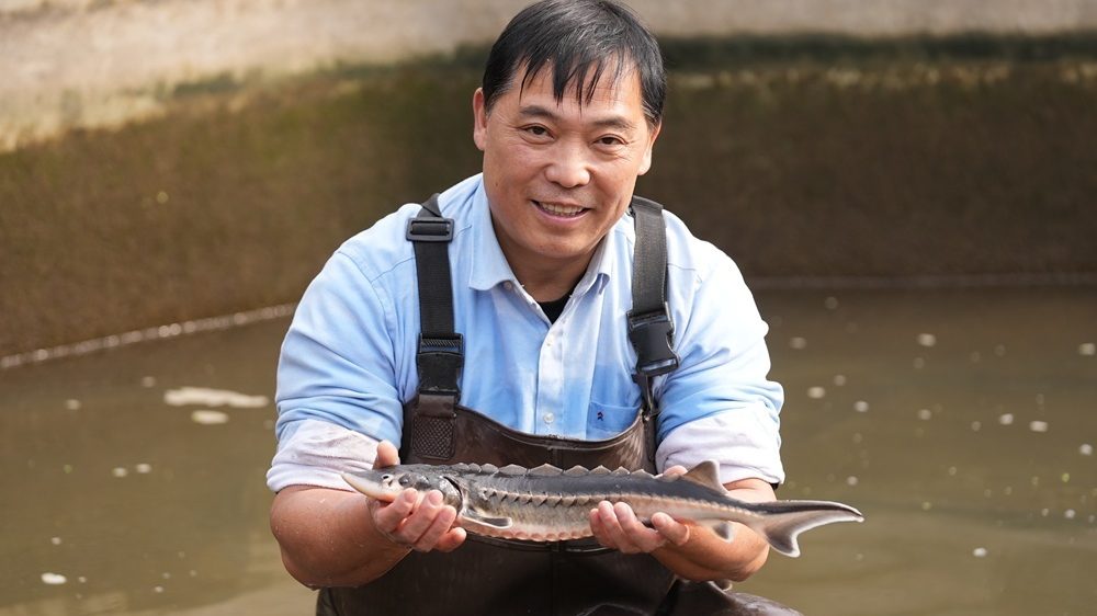 抢救记：归来吧，长江鲟丨长江禁渔五周年行走报道