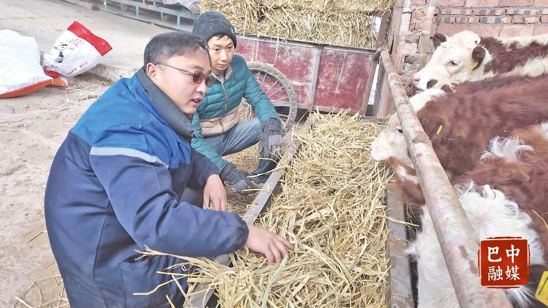 从城市“白领”到农村“牛倌”——返乡创业者夏渊的肉牛养殖之路