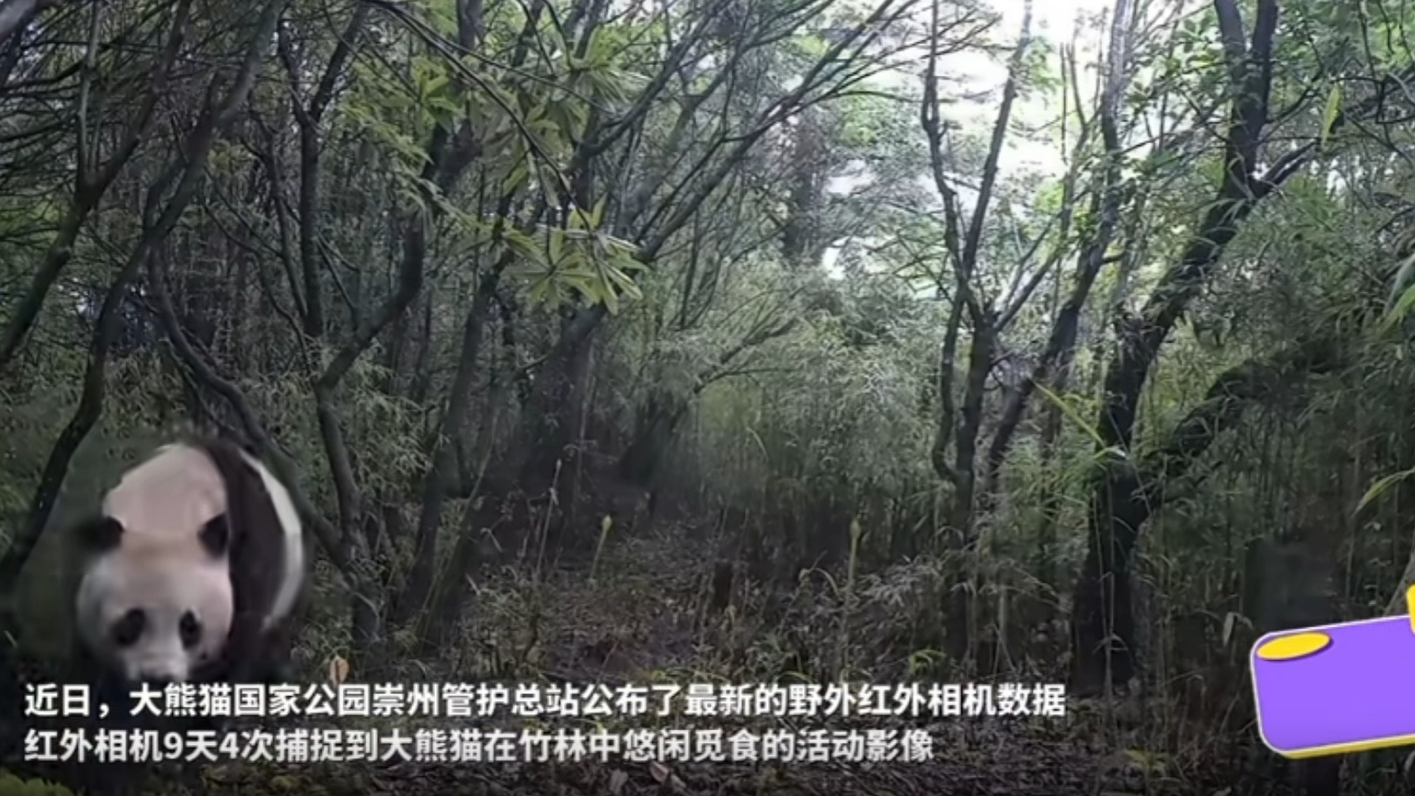 9天4次“打卡”！野生大熊猫多次现身觅食