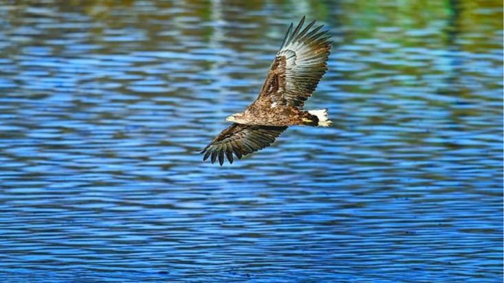 南充首次记录白尾海雕！“空中老虎”现身嘉陵江，系国家一级保护动物​