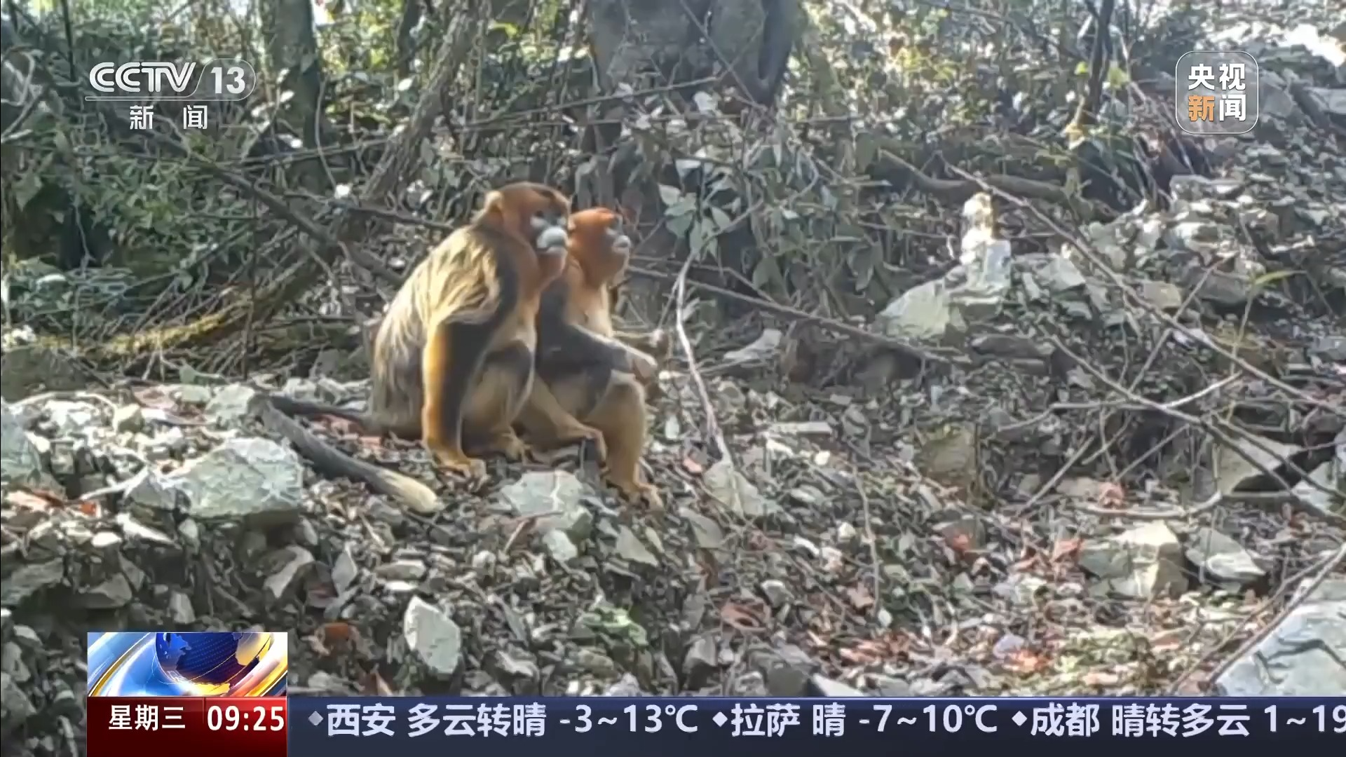 打卡动物“朋友圈”、追踪亚洲黑熊 “国宝巡护队”新成员新年有新目标