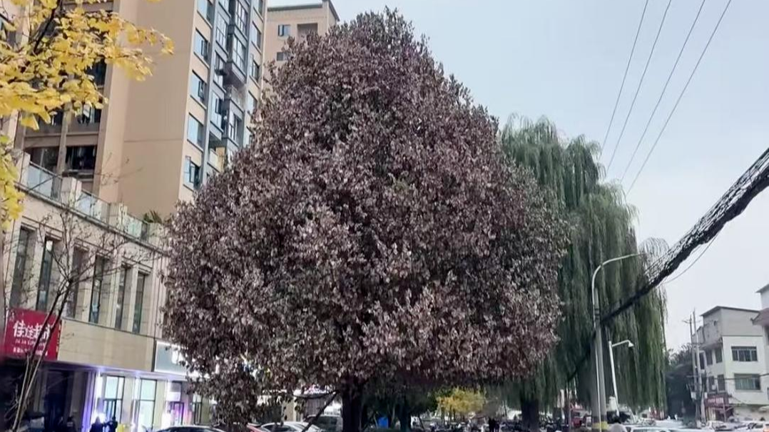 百万网友围观、多方接力救护：一棵“垂危”的行道树，与一座城的温情回应