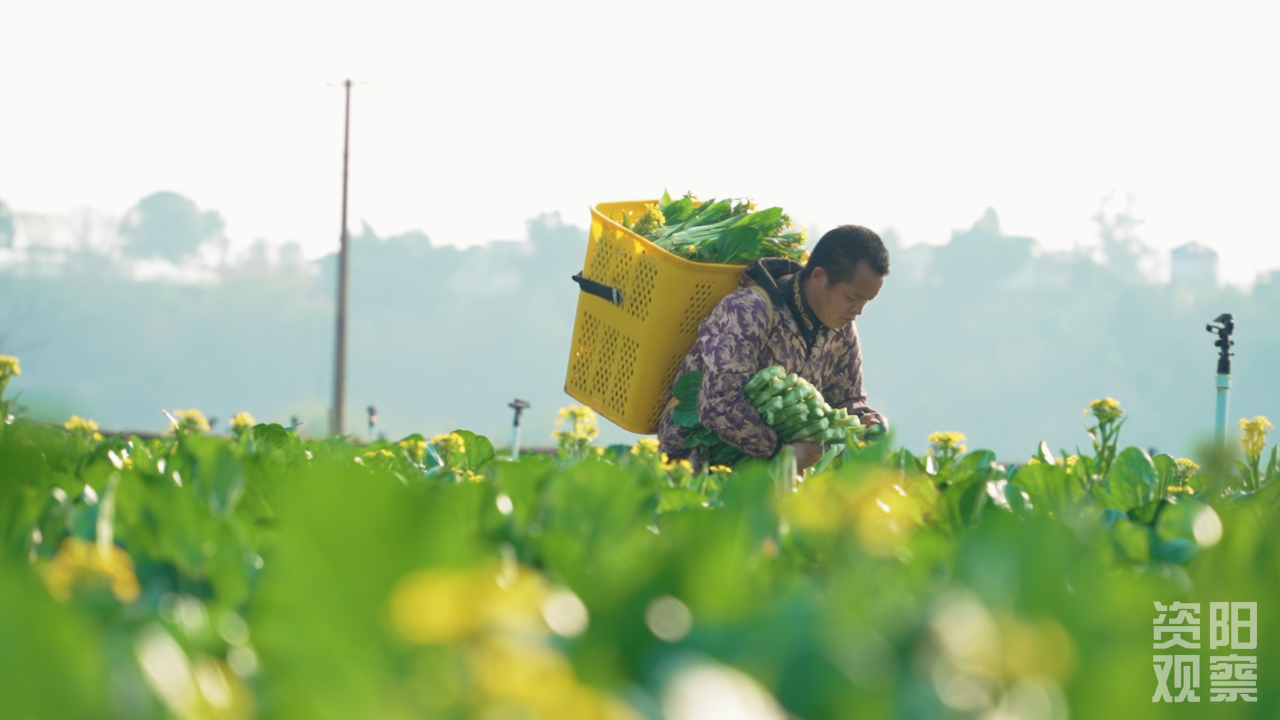 山海同“烹”一味“鲜”——“雁江菜心”飘香粤港澳餐桌
