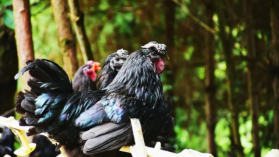 大巴山深处，有能产“凤凰蛋”的黑鸡