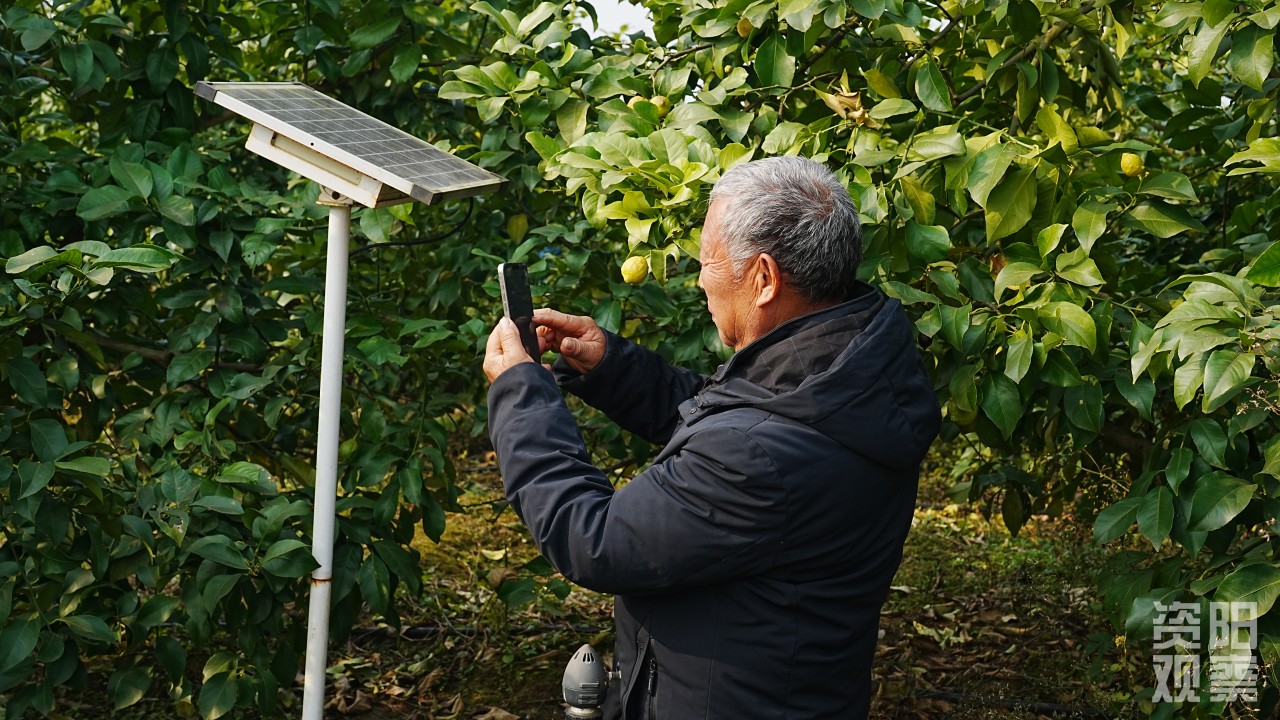 AI“叫醒”安岳柠檬园：一张“电子处方”如何让果农增收三成