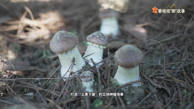 微视频丨芒果林下藏“金菌”，攀枝花解锁农业新密码