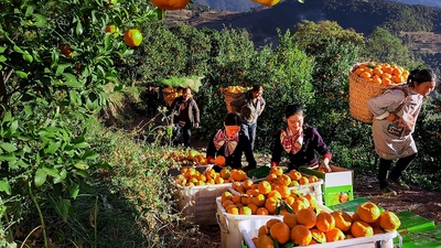 冬日凉山果飘香