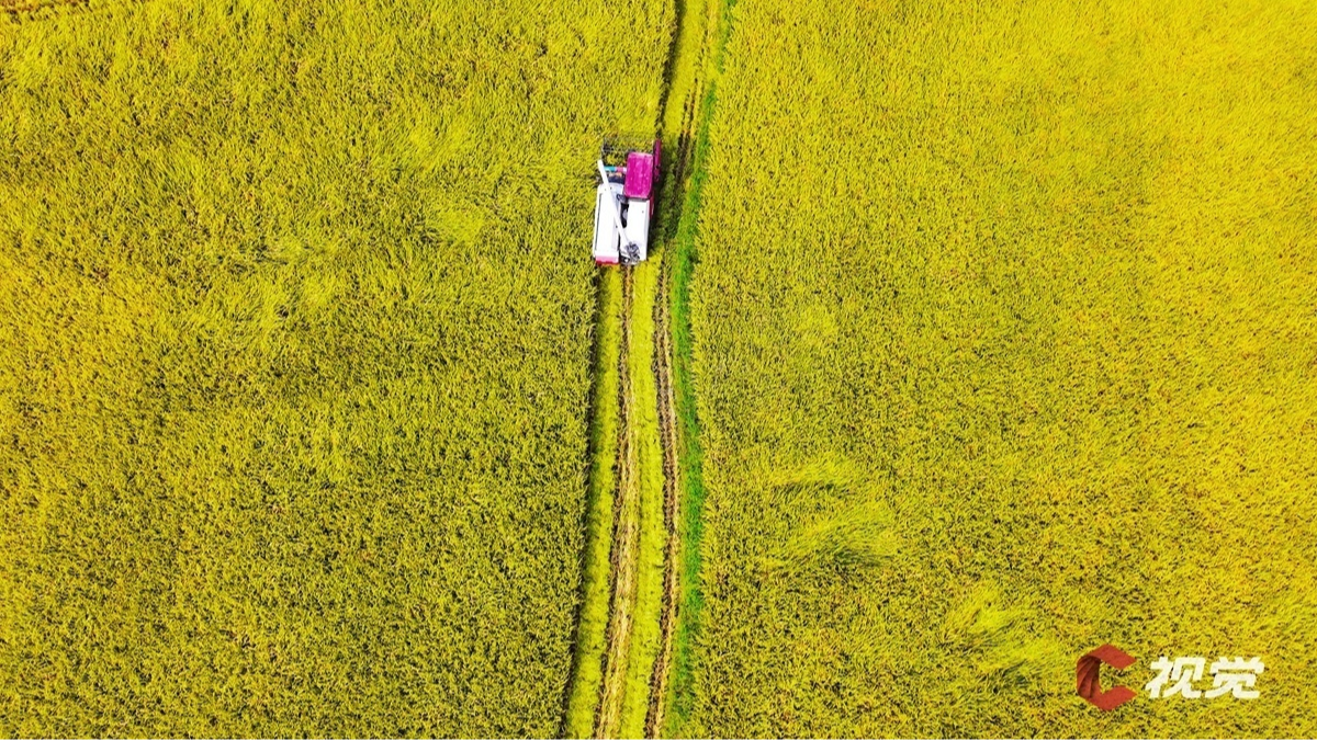 连续六年稳收700亿斤，四川粮食稳产密码是什么