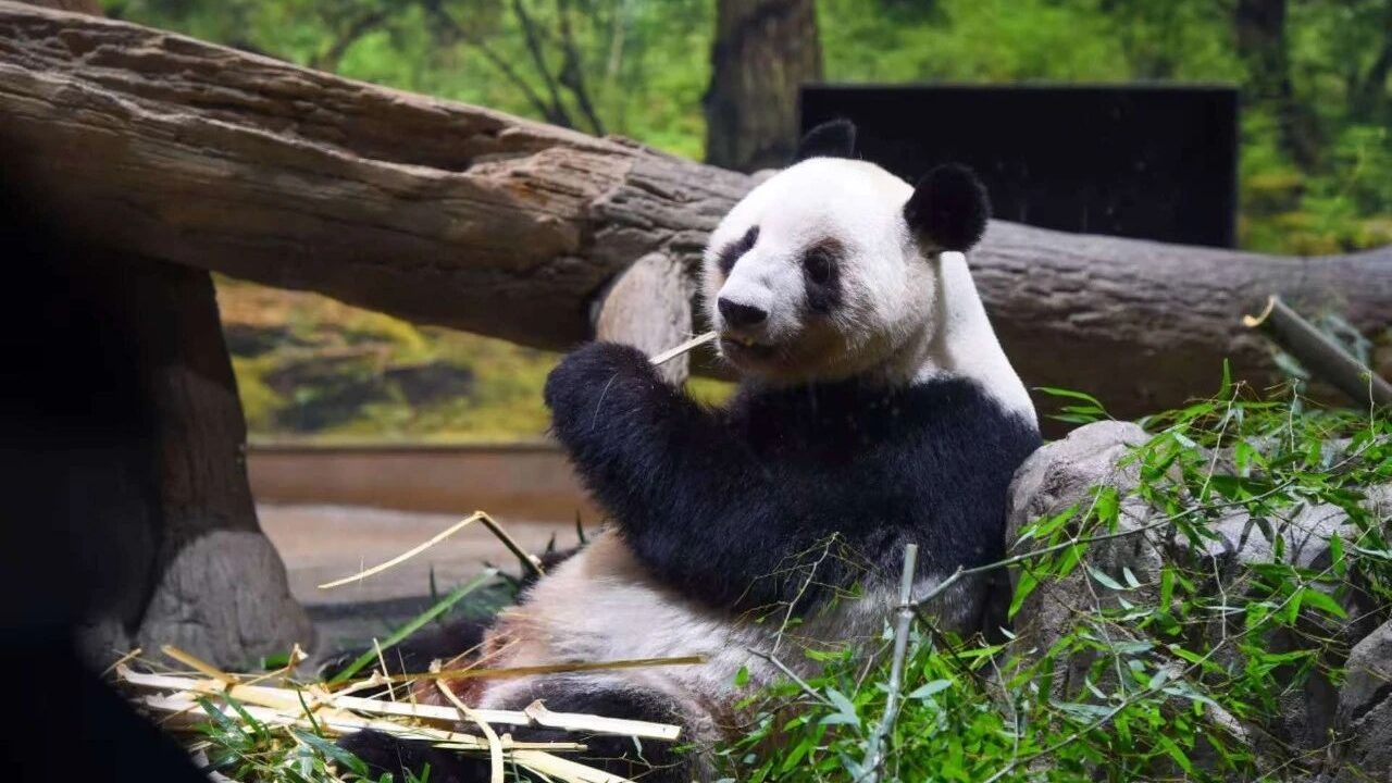 旅日返乡大熊猫幼崽“晓晓”“蕾蕾”已入住雅安基地，隔离检疫期后或与大家见面