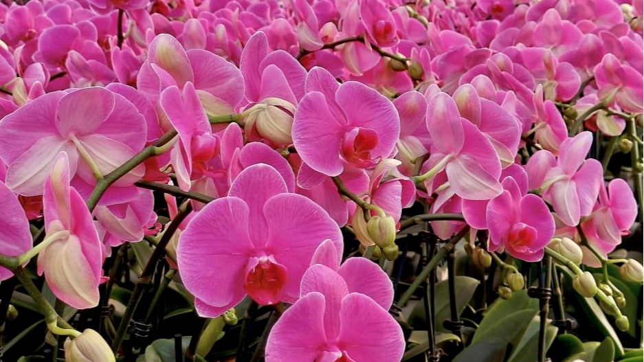 四川的“年花”是……