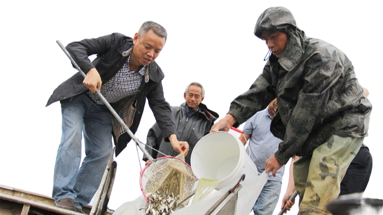 涪江鱼归记：一江碧水 五年新生