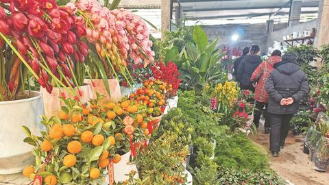 拱兰金桔备受青睐 黄金万两鸿运当头畅销！达州年宵花市太火