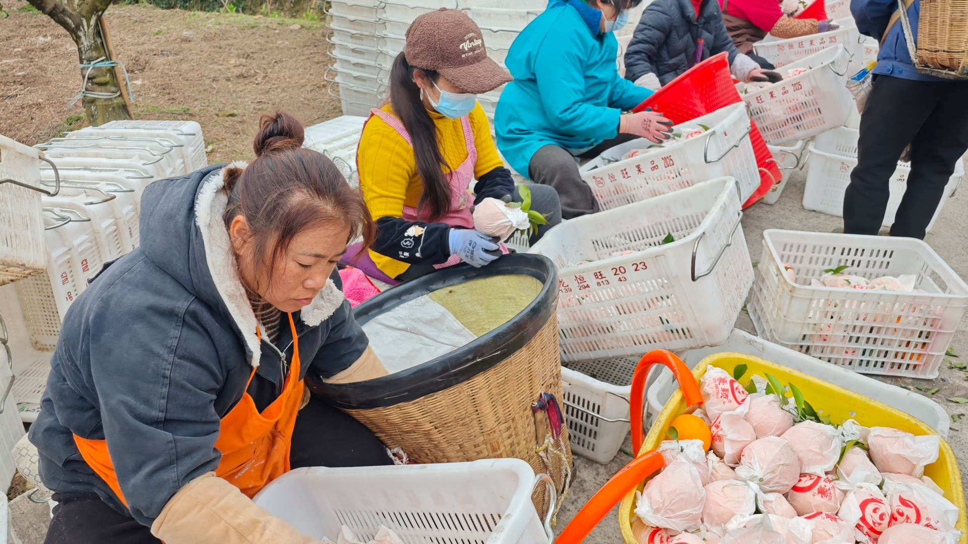 “外地柑”冒充蒲江耙耙柑被罚 快来学如何挑选好吃的蒲江耙耙柑