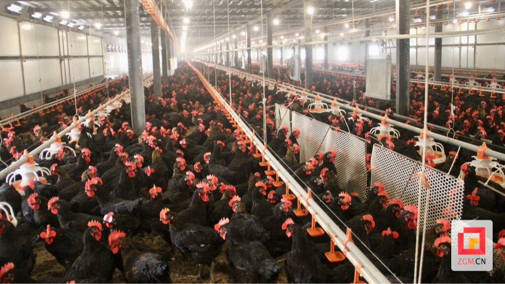 自贡：智慧养鸡让这个村集体经济收入破百万