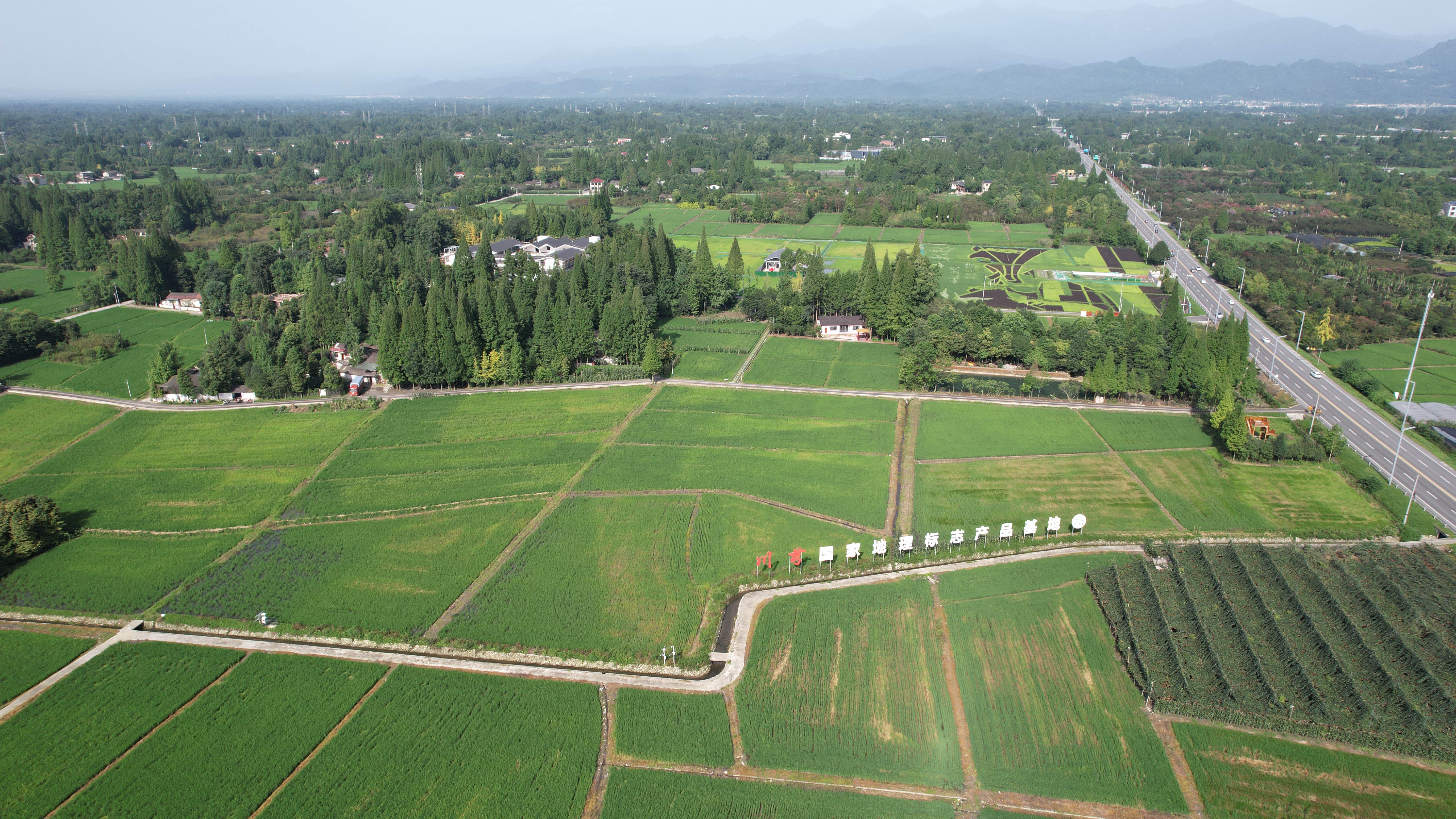 川芎基地1.JPG