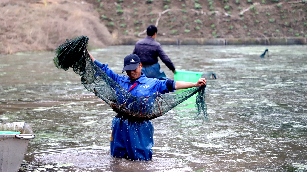 泸州泸县：“双稻双虾”，稻虾“种”出6亿产值