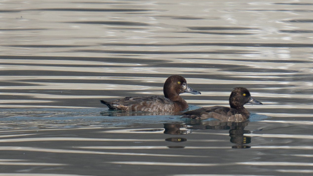 第十轮成都平原越冬水鸟调查结果出炉 共记录水鸟71种