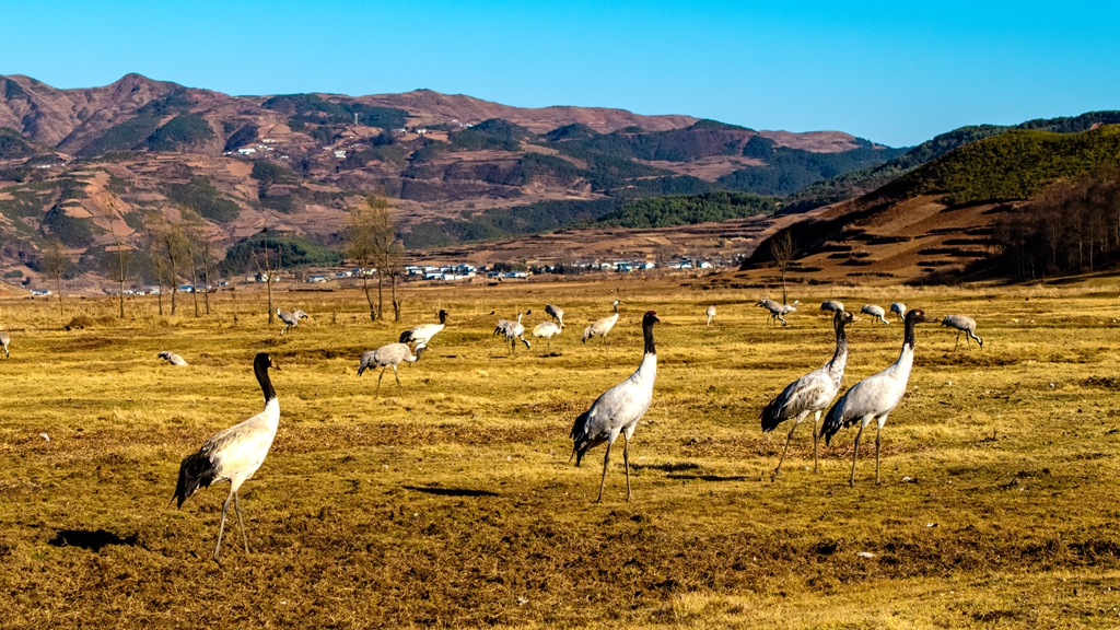 宠鸟，我们是认真的——鸟类见证凉山高原湿地之变