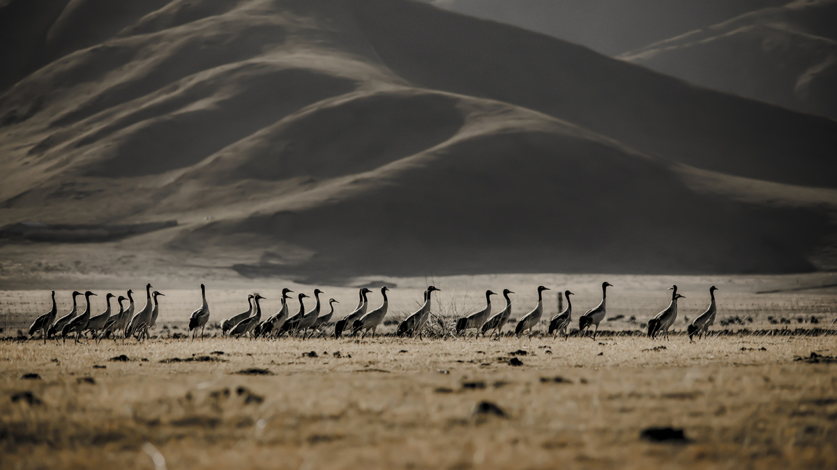 紧扣高标准，这两个国家公园建设如何发力？丨解读政府工作报告