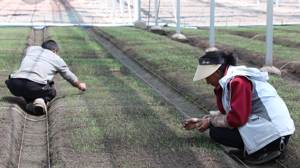 这位代表用四张照片 见证牧民从“靠天吃饭”到“主动种草”