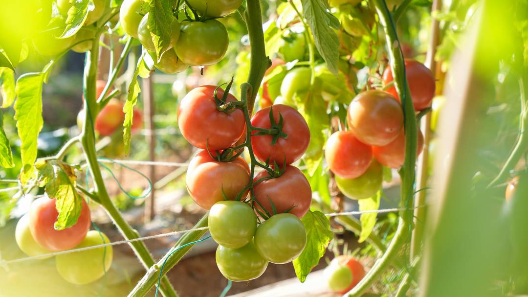 鸡蛋高攀不起番茄？“四川番茄第一大县”有话要说