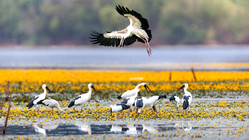 二十余载追鸟记