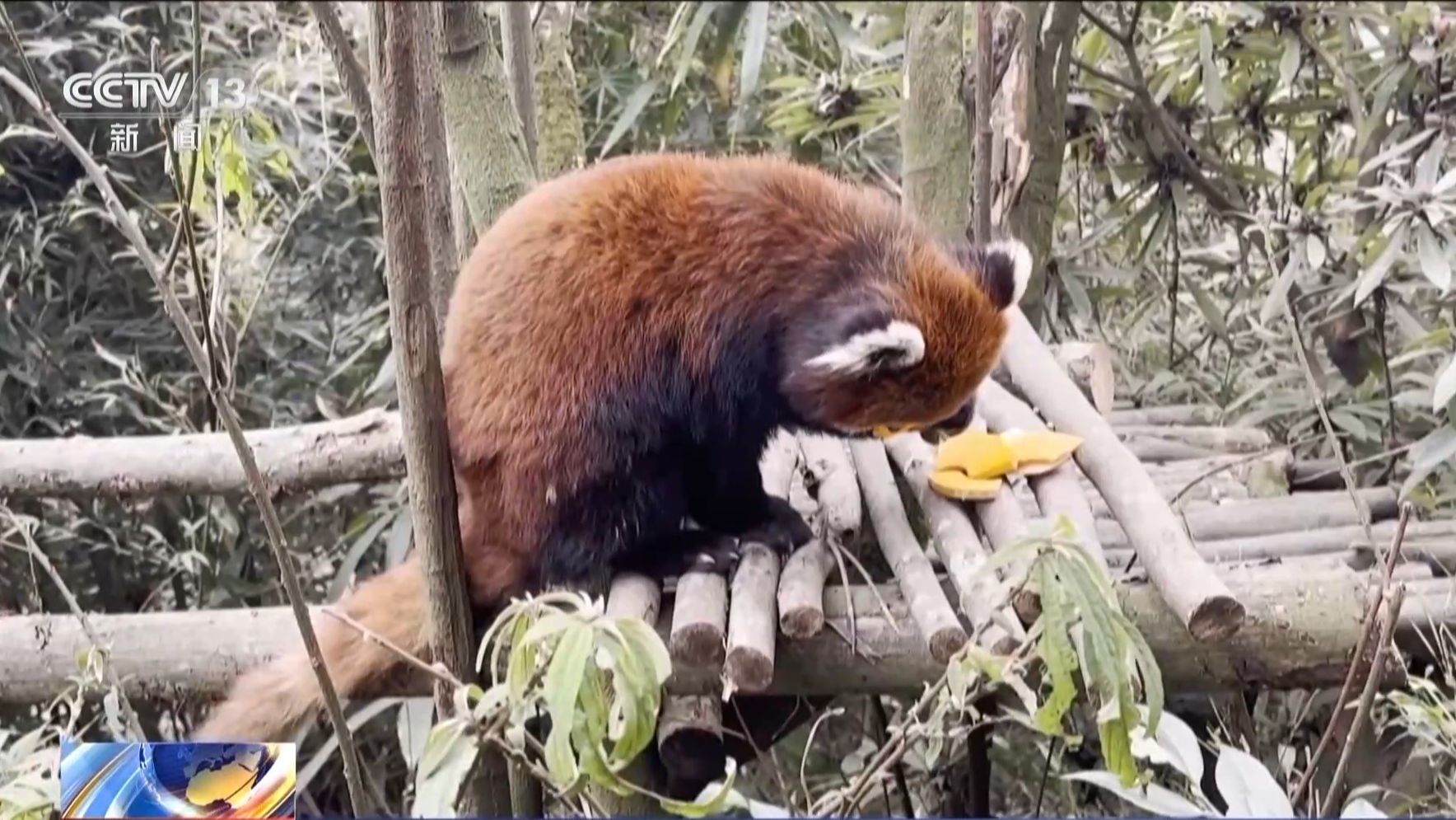 熊猫宝宝添新游乐设施 基地张灯结彩上演新春萌趣秀