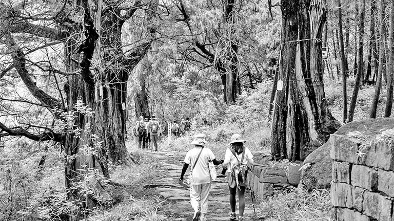 央媒看四川丨翠云廊：把古树名木保护好