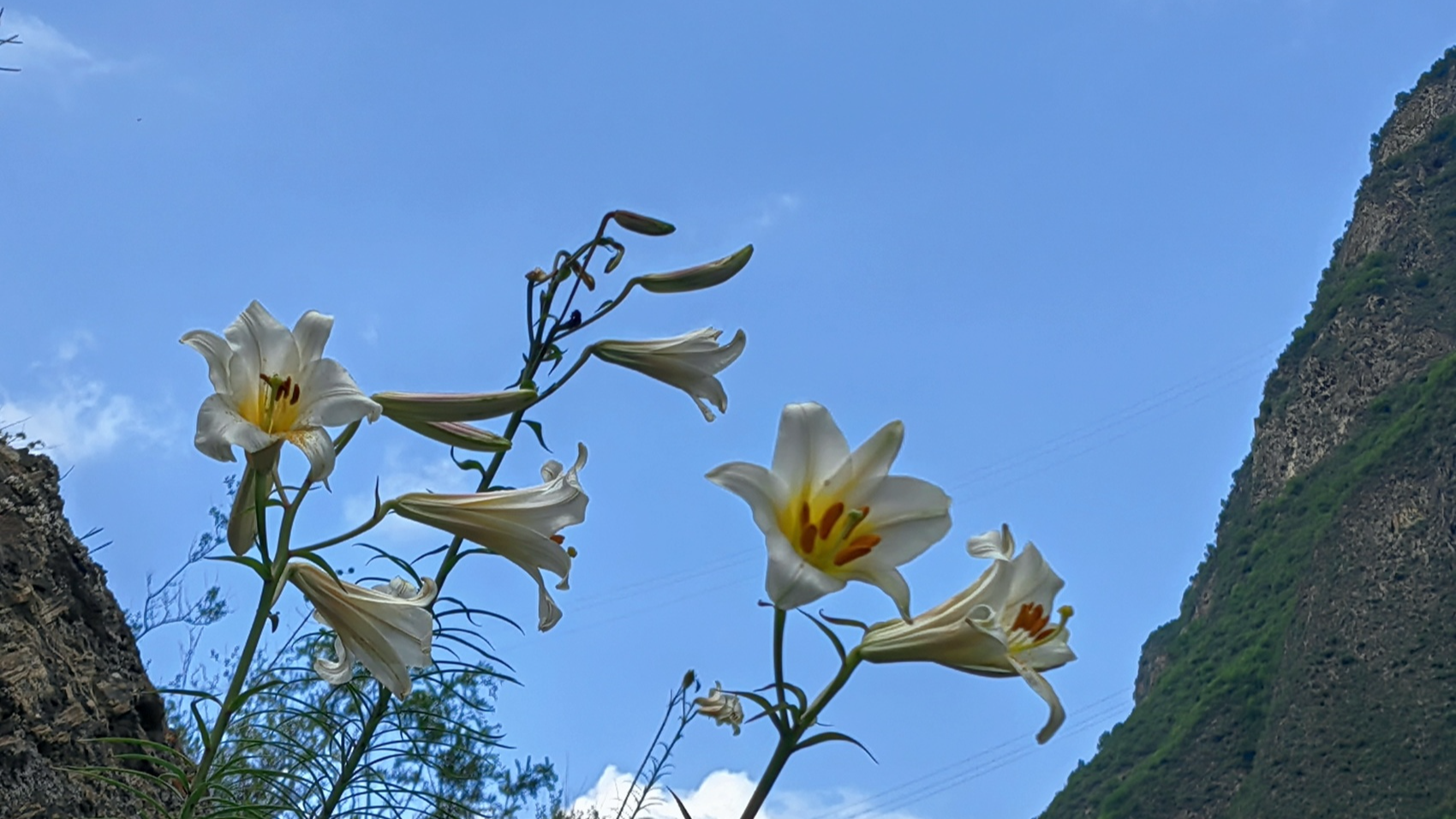 成都创建国家植物园：超八千种山野植物如何“落户”绕城内