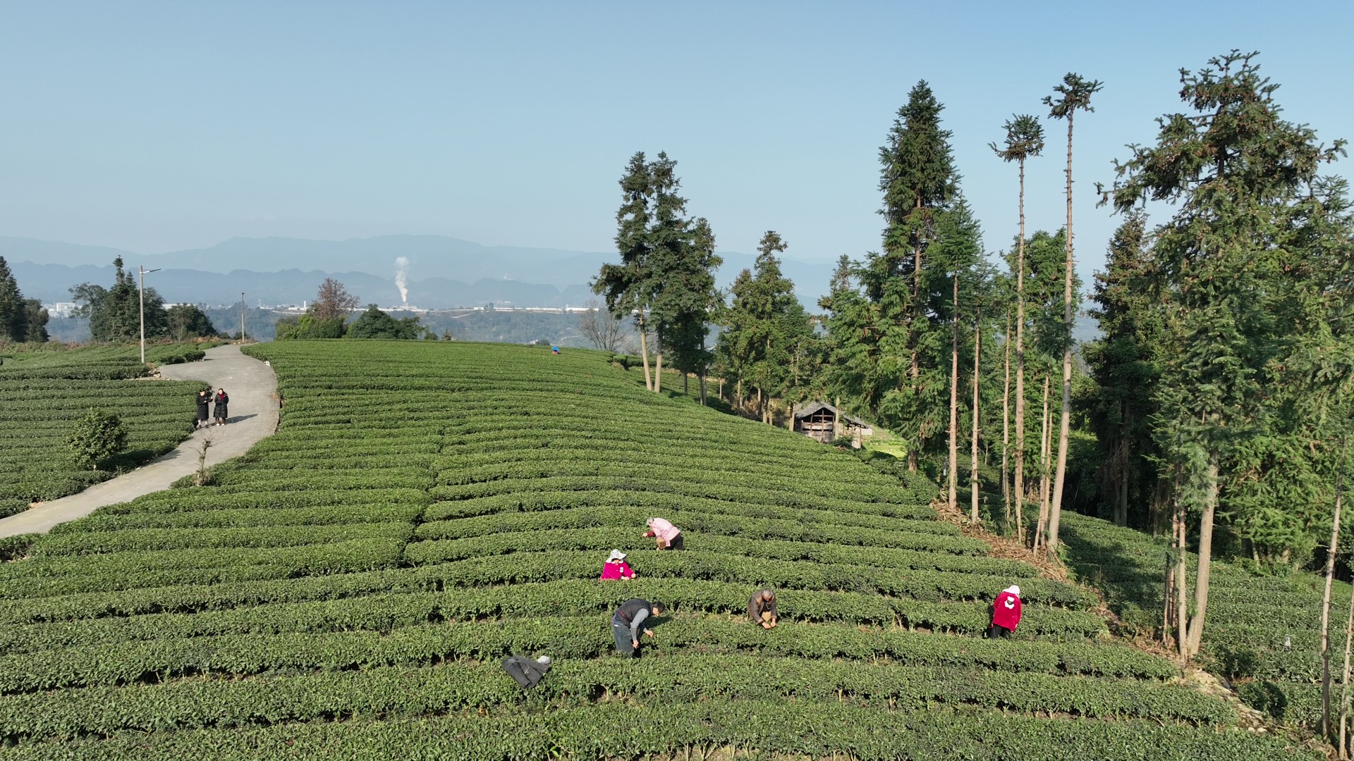 新春走基层丨春茶上线！雅安春茶为何率先从这里开采？