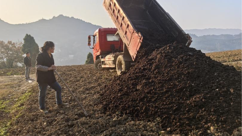 新春走基层丨泸州：烟田“黑金”焕彩记