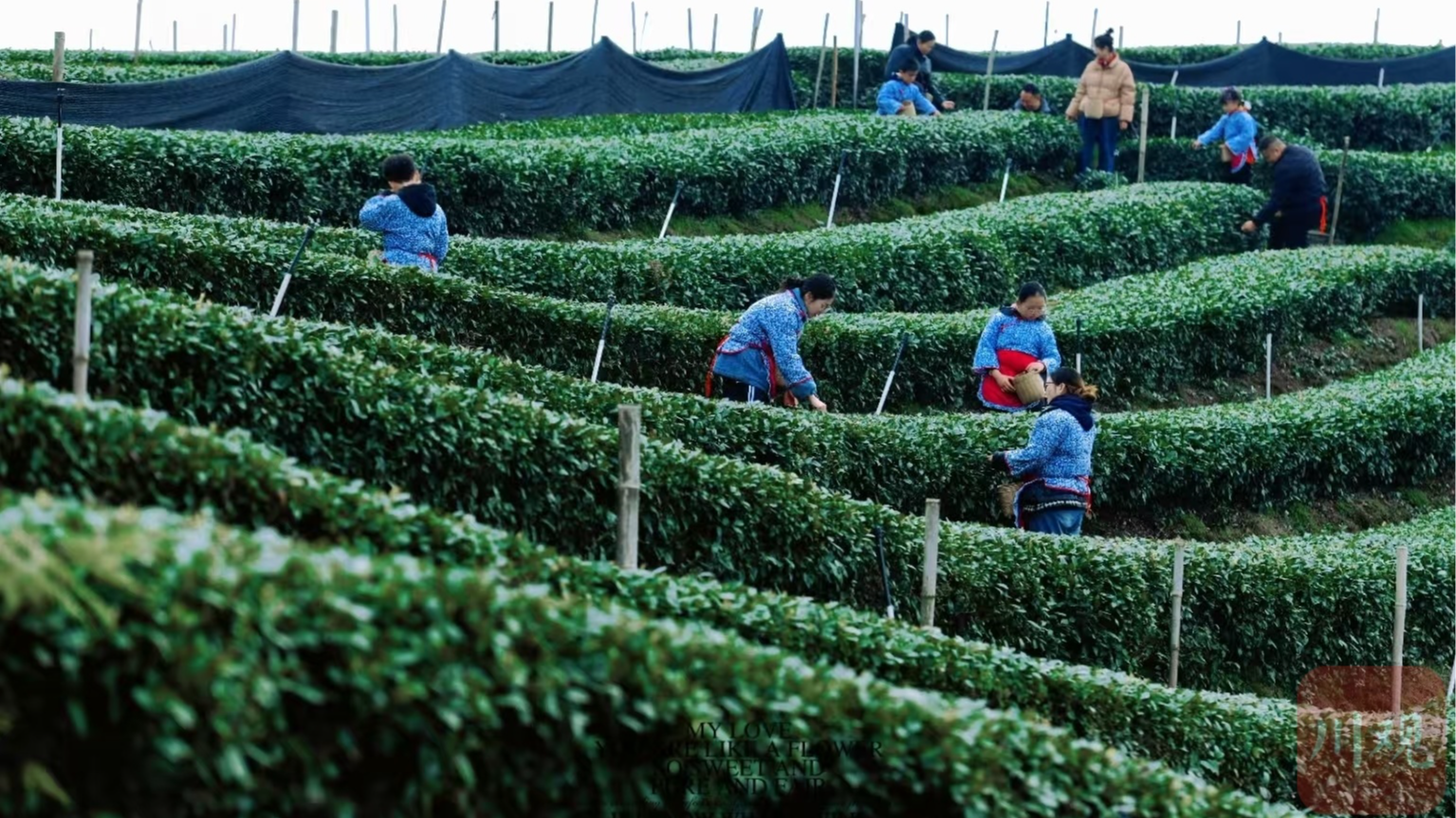 万千气象看四川丨随春而到，纳溪第一缕茶香上线