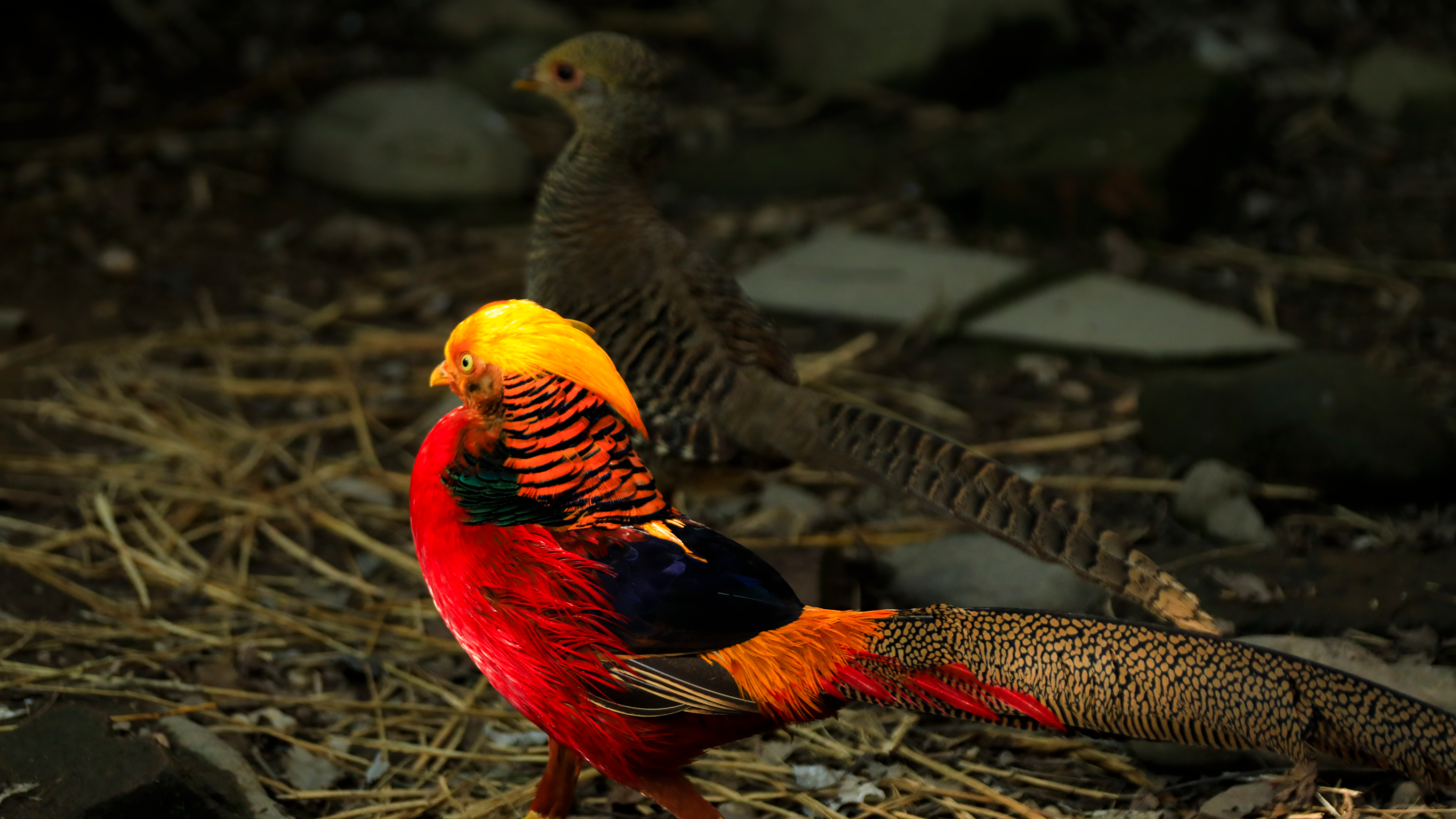 “七彩凤凰”入住都江堰熊猫谷，春节来看红腹锦鸡