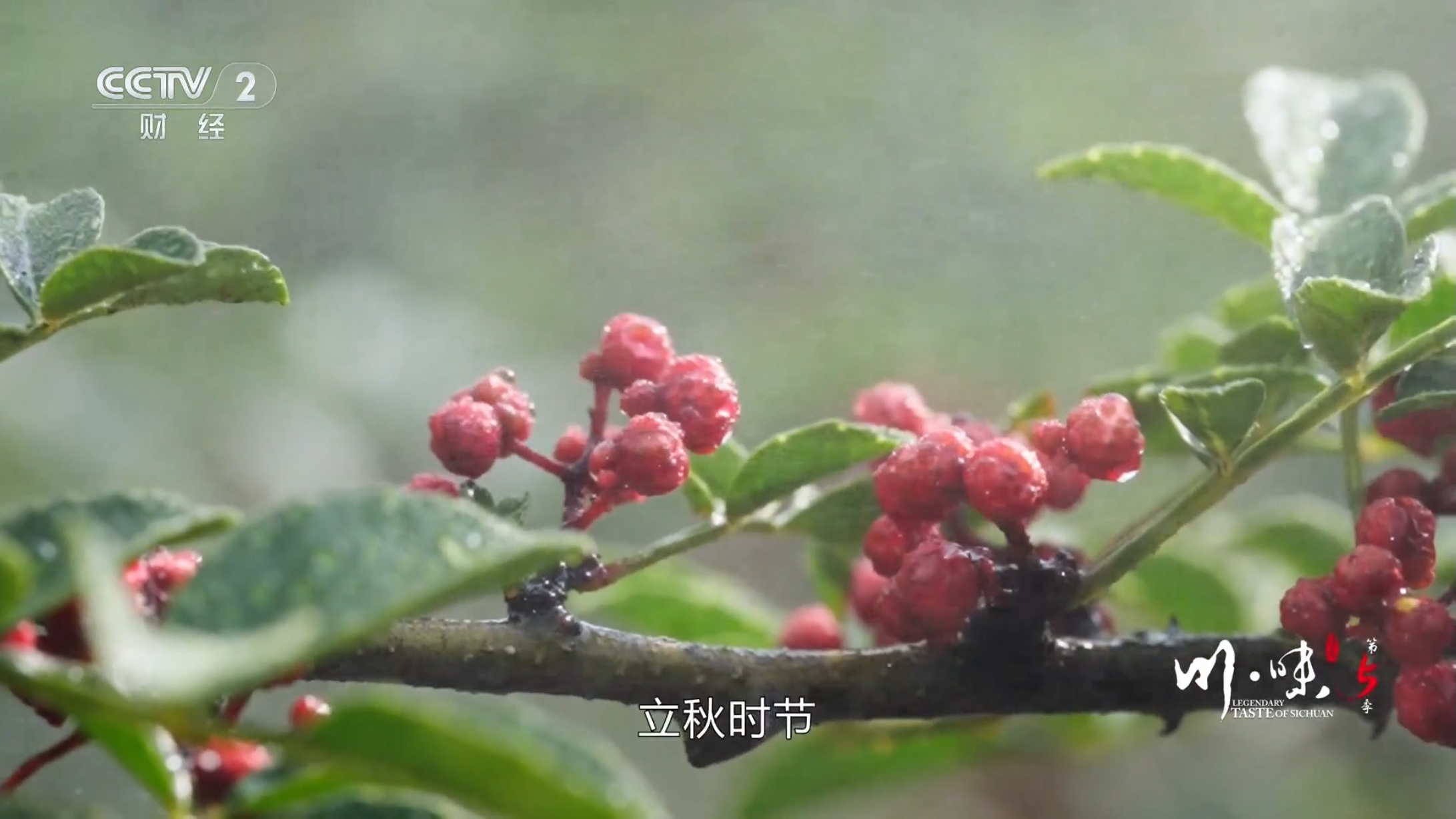 千年贡椒香 一宴聚汉源——央视《川味》聚焦雅安“花椒宴”