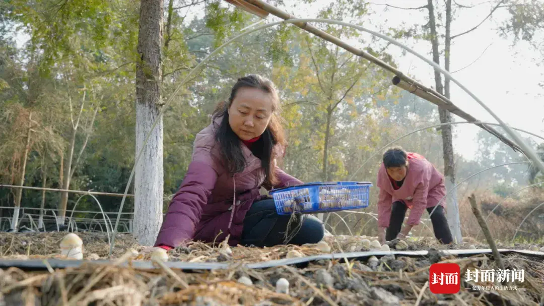 新春走基层｜从“发愁的林”到“生金的林” 成都这片“蘑”法森林里长出了“致富伞”