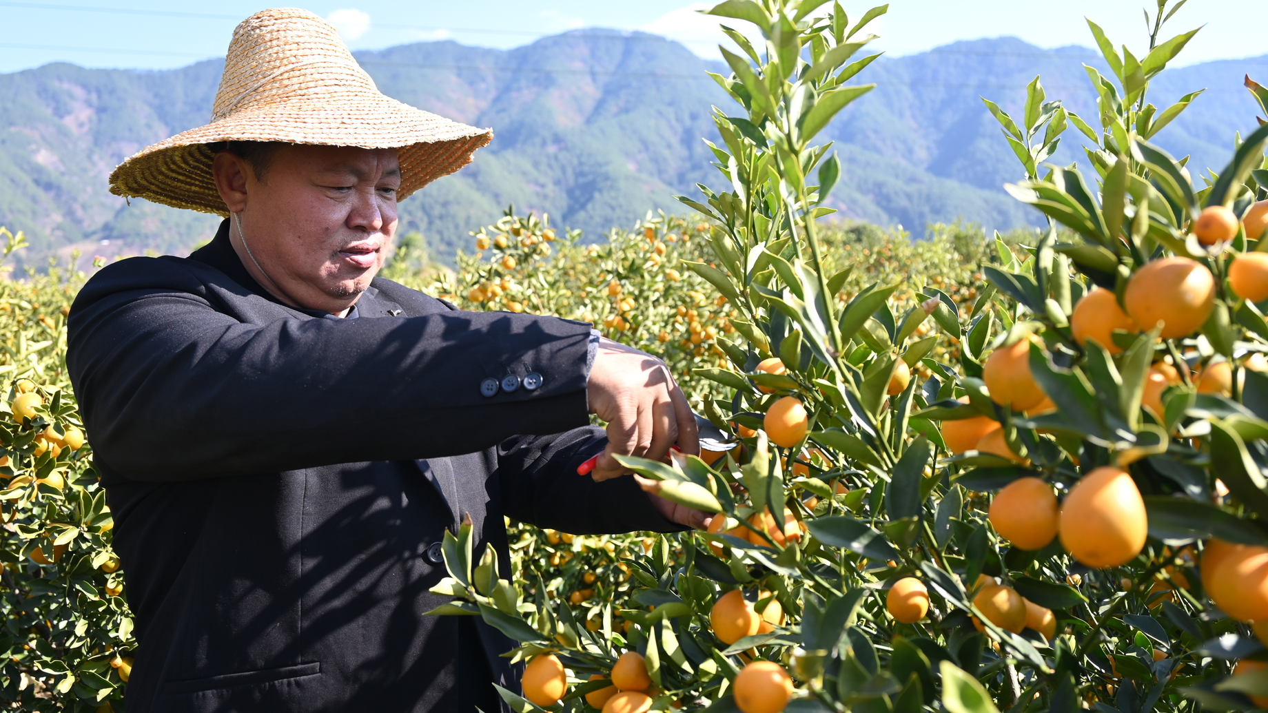 新春走基层丨甜过初恋，金桔界“天花板”究竟多能打？
